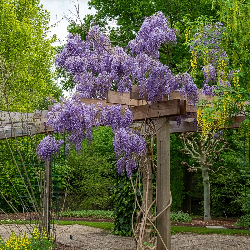 Glycine de Chine Prolific