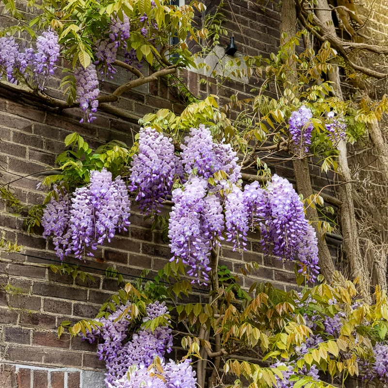 Glycine de Chine Prolific