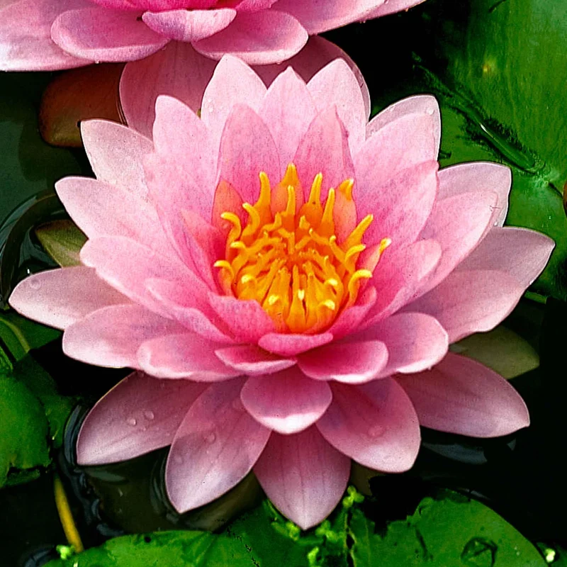 Nénuphar Hollandia