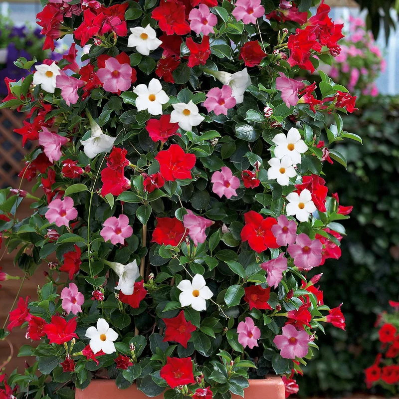 3 Jasmins du Brésil - Dipladenia en mélange