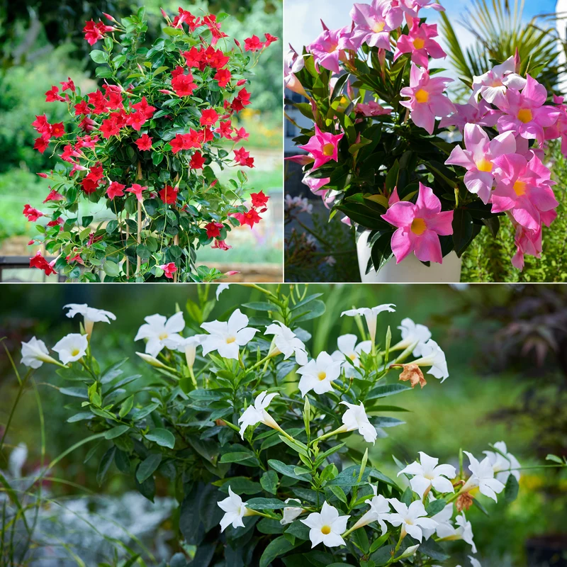 3 Jasmins du Brésil - Dipladenia en mélange