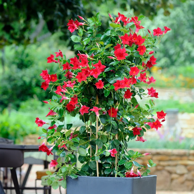 3 Jasmins du Brésil - Dipladenia en mélange