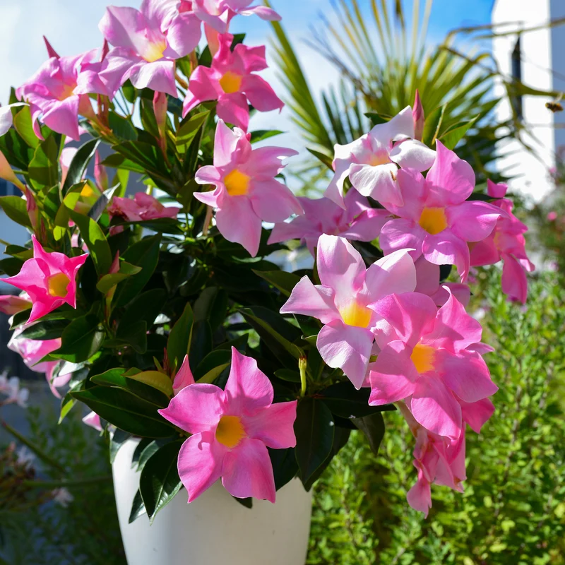 3 Jasmins du Brésil - Dipladenia en mélange