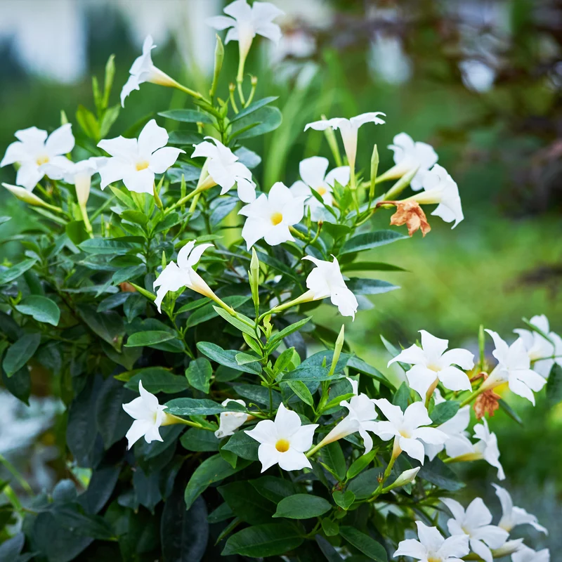 3 Jasmins du Brésil - Dipladenia en mélange