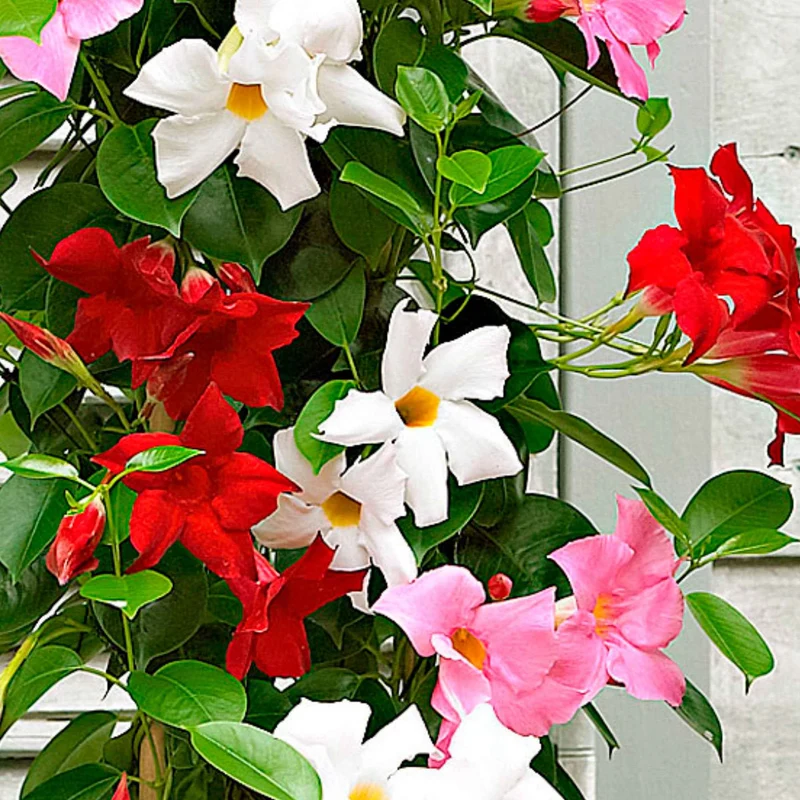 3 Jasmins du Brésil - Dipladenia en mélange