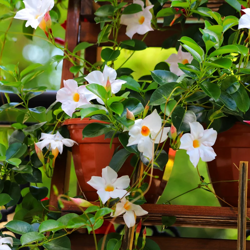 Jasmin du Brésil blanc - Dipladenia