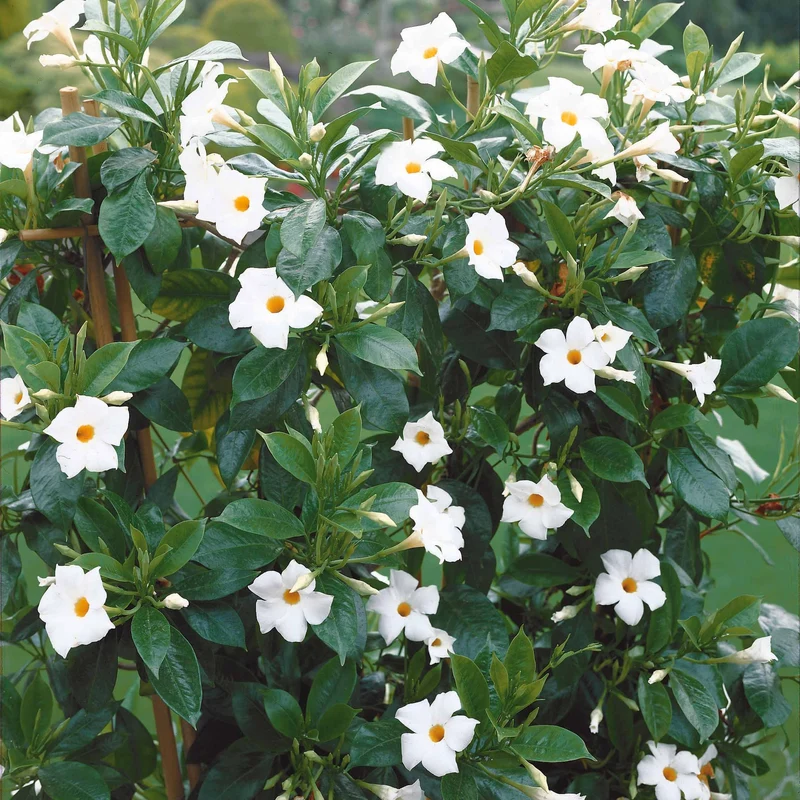 Jasmin du Brésil blanc - Dipladenia