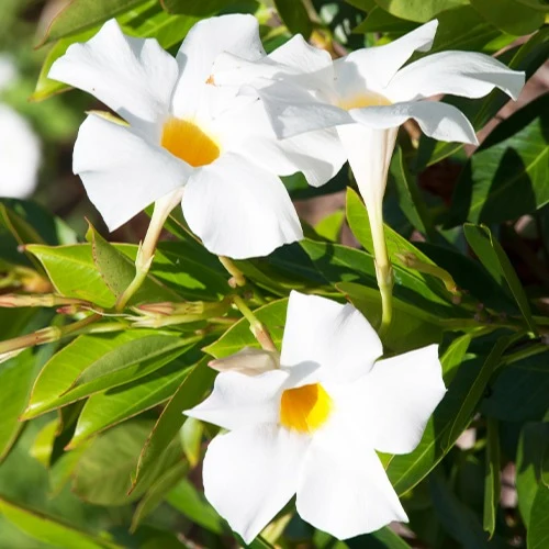 Jasmin du Brésil blanc - Dipladenia