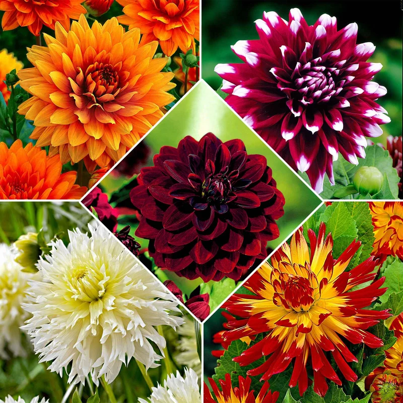 5 Dahlias à grandes fleurs The Kiss en mélange