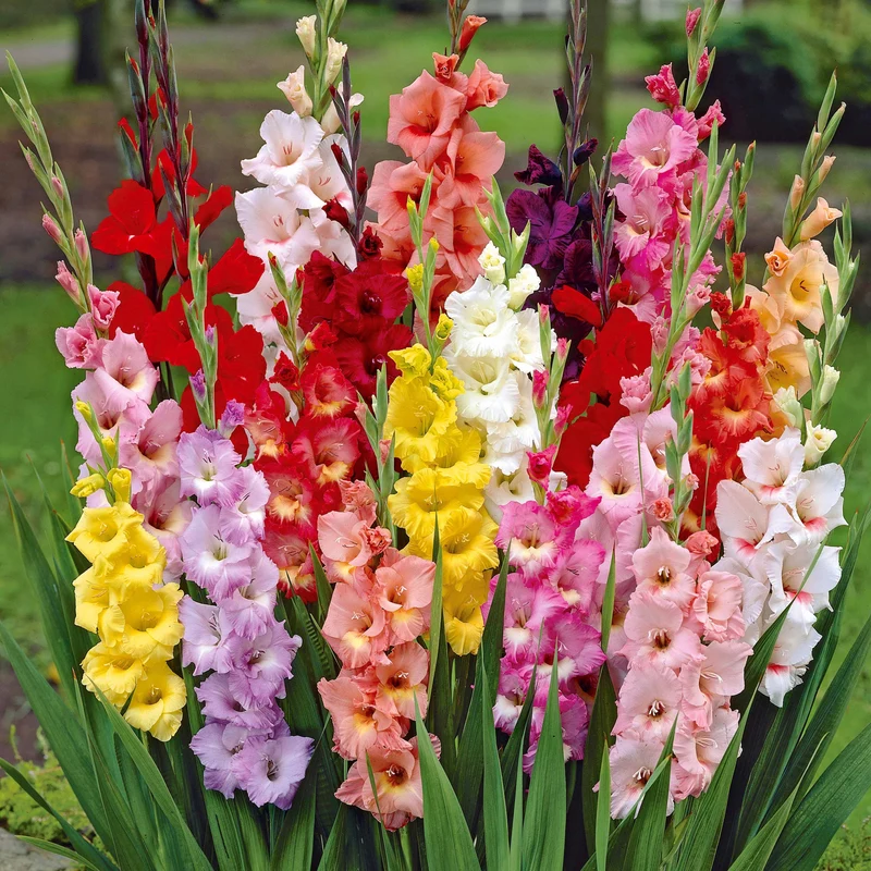 50 Glaïeuls à grandes fleurs en mélange