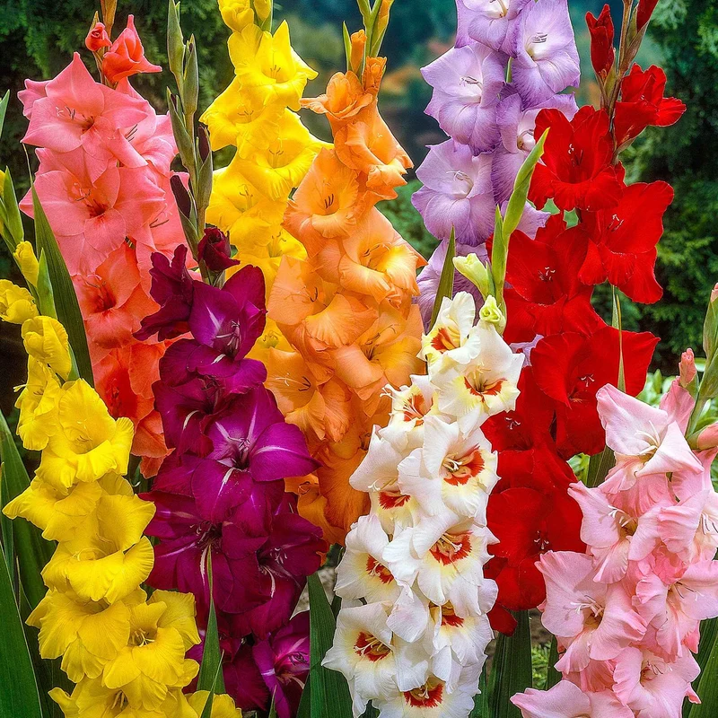 50 Glaïeuls à grandes fleurs en mélange