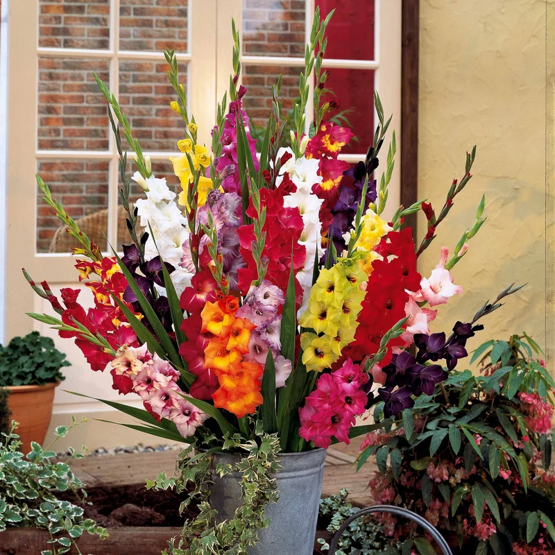 50 Glaïeuls à grandes fleurs en mélange