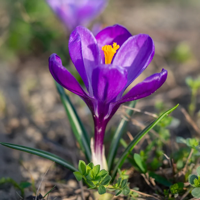 15 Crocus Flower Record