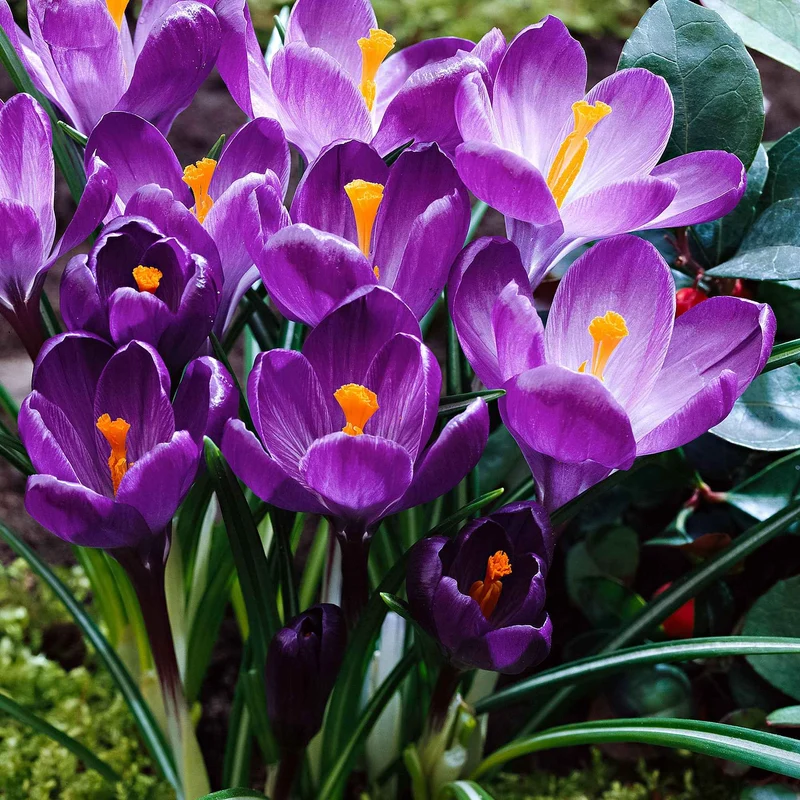 15 Crocus Flower Record
