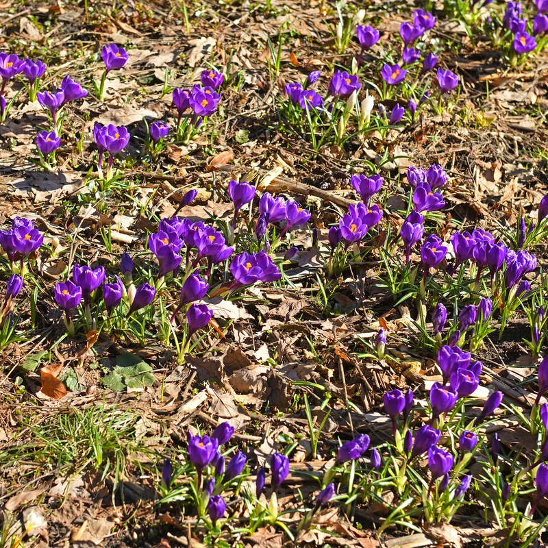 15 Crocus Flower Record