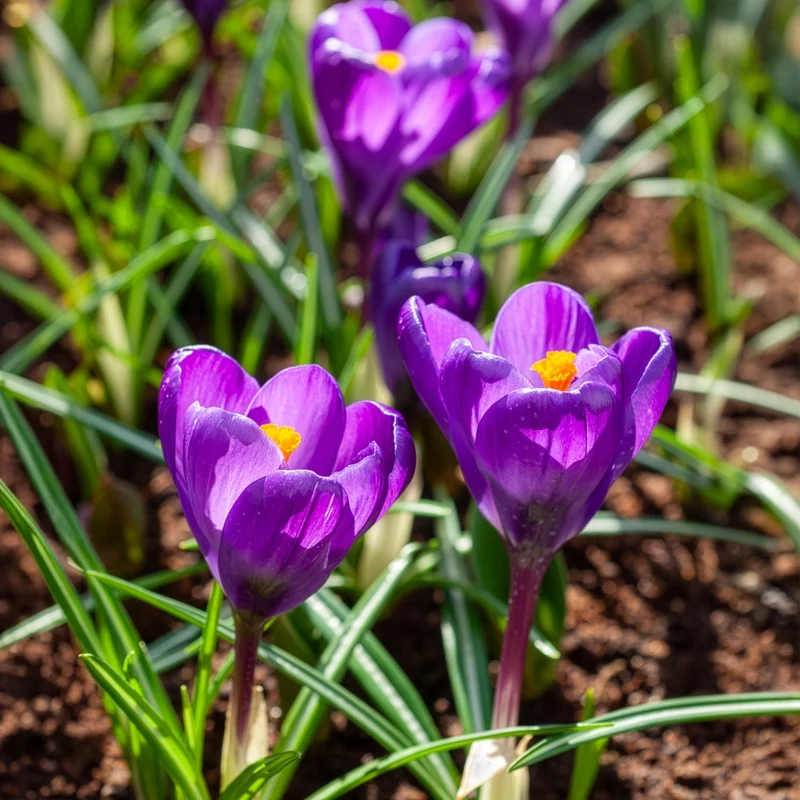 15 Crocus Flower Record