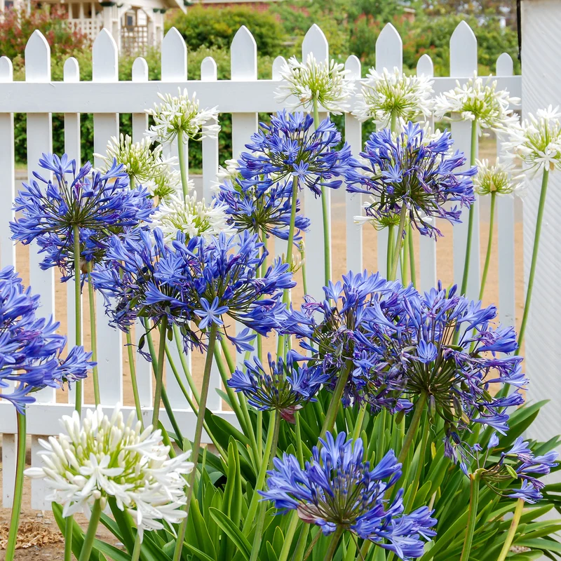 3 Agapanthes violettes et blanche en mélange
