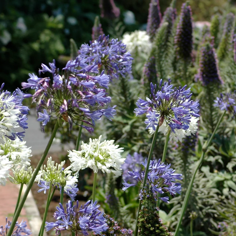 3 Agapanthes violettes et blanche en mélange