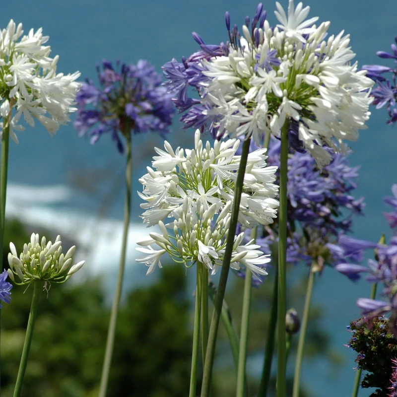 3 Agapanthes violettes et blanche en mélange