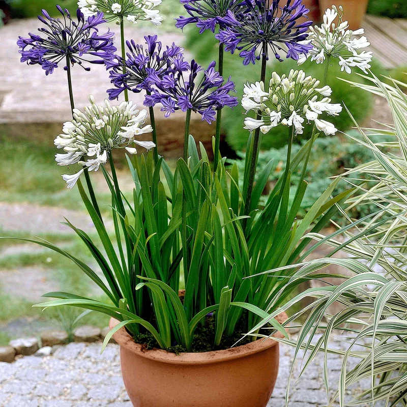 3 Agapanthes violettes et blanche en mélange