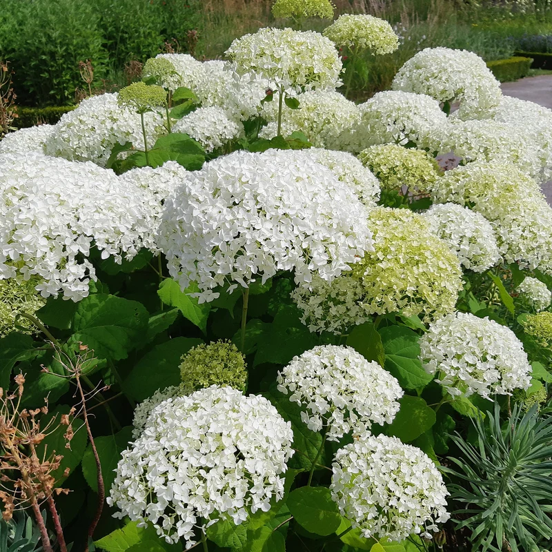Hortensia Strong Annabelle