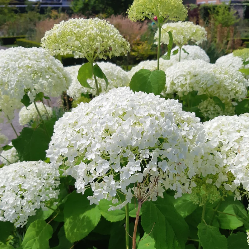 Hortensia Strong Annabelle