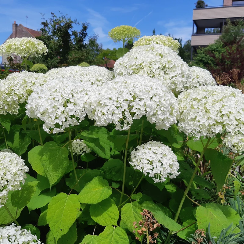Hortensia Strong Annabelle