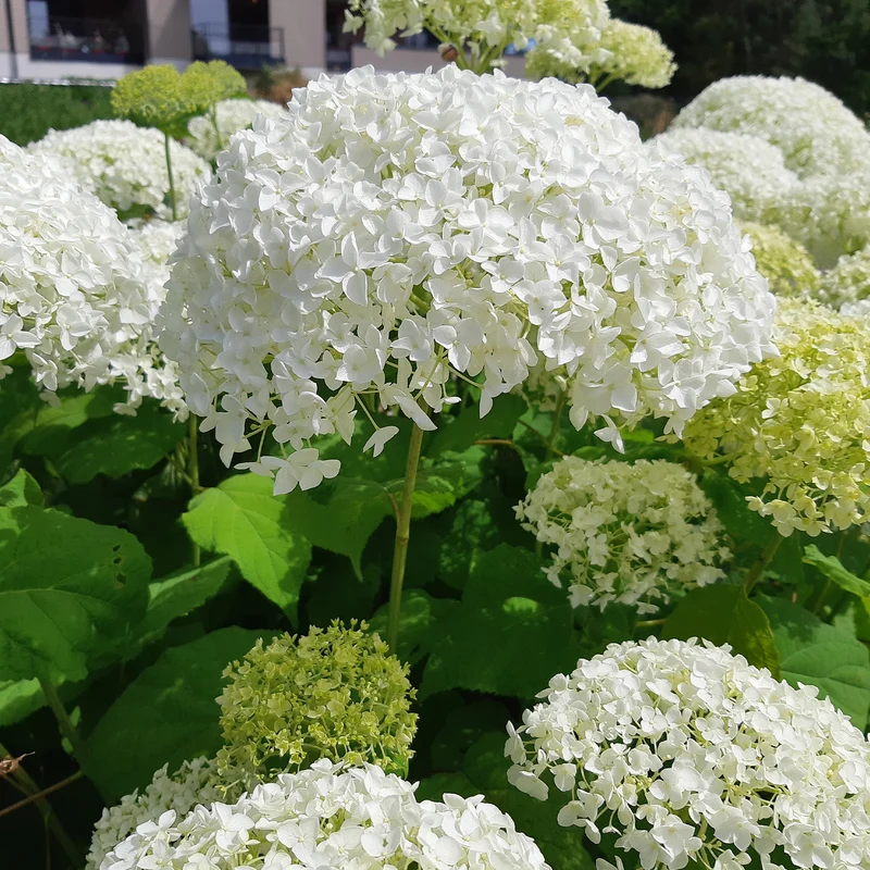 Hortensia Strong Annabelle