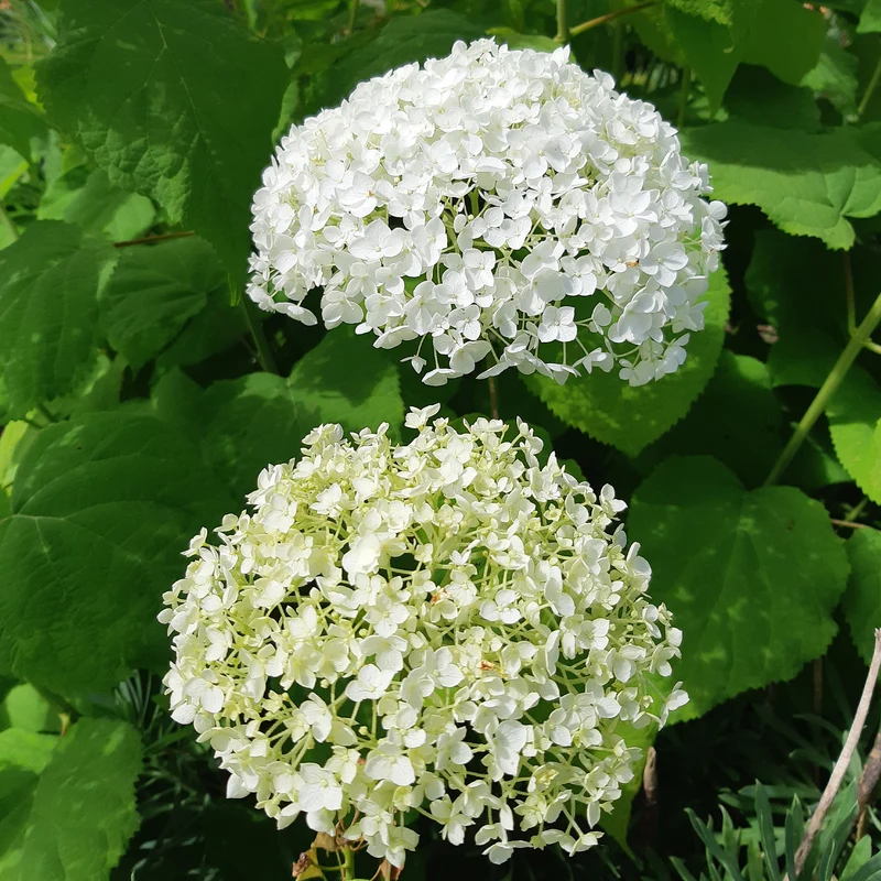 Hortensia Strong Annabelle