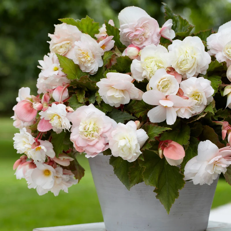 5 Bégonias parfumés Angélique