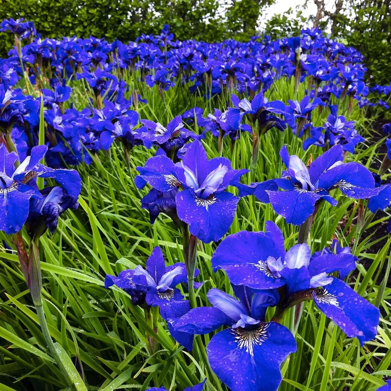 3 Iris de Sibérie Oiseau Bleu