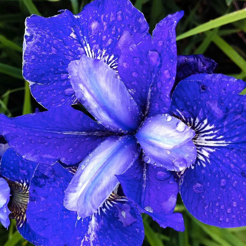 3 Iris de Sibérie Oiseau Bleu
