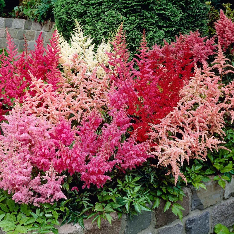 4 Astilbes en mélange