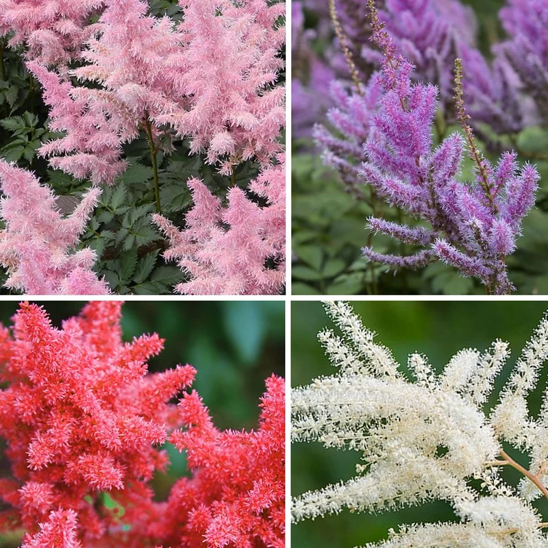 4 Astilbes en mélange