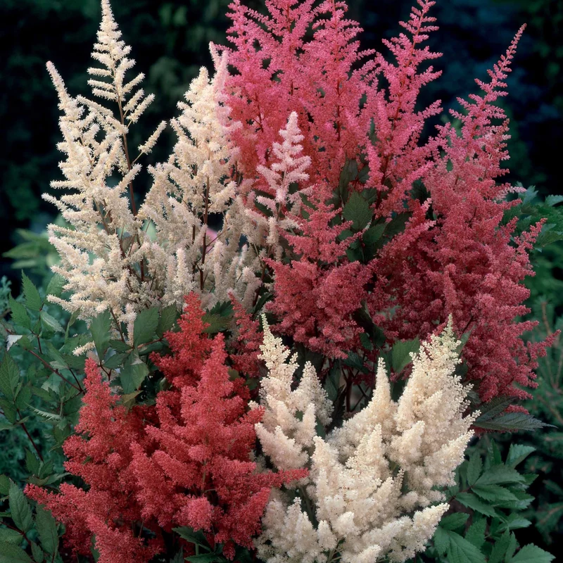 4 Astilbes en mélange