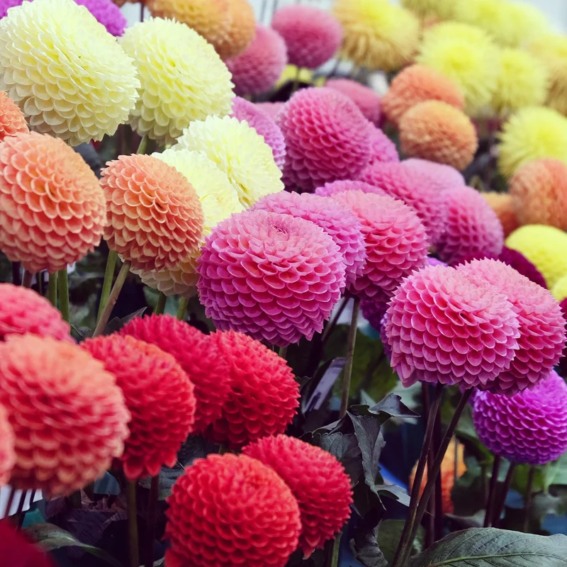 5 Dahlias pompons colorés en mélange