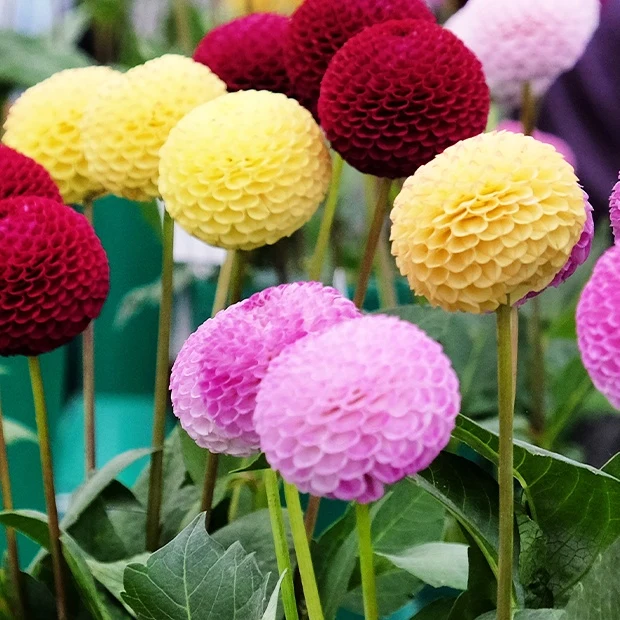 5 Dahlias pompons colorés en mélange