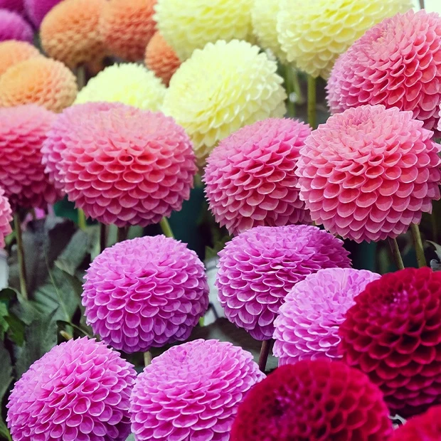 5 Dahlias pompons colorés en mélange