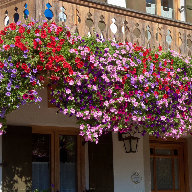 3 Pétunias des Alpes en mélange