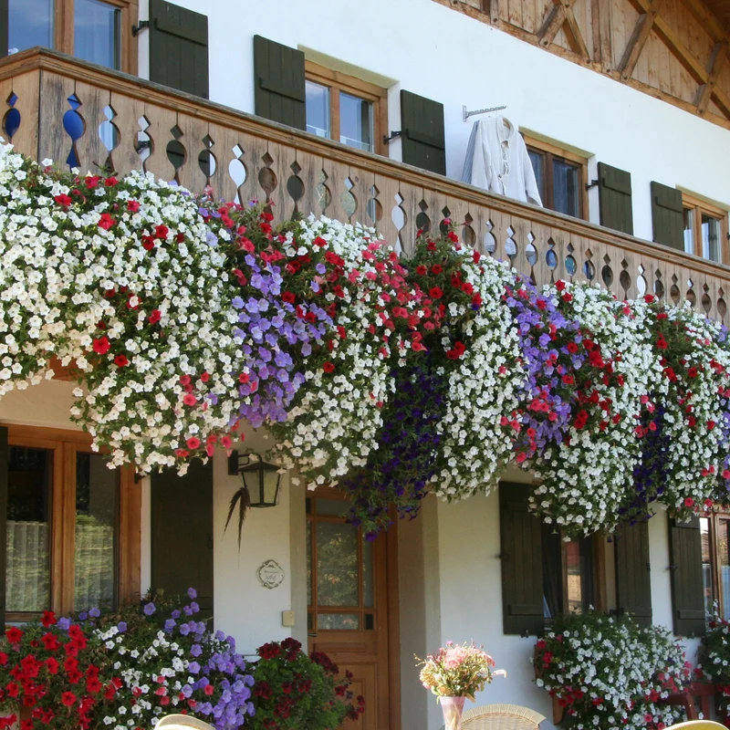 3 Pétunias des Alpes en mélange