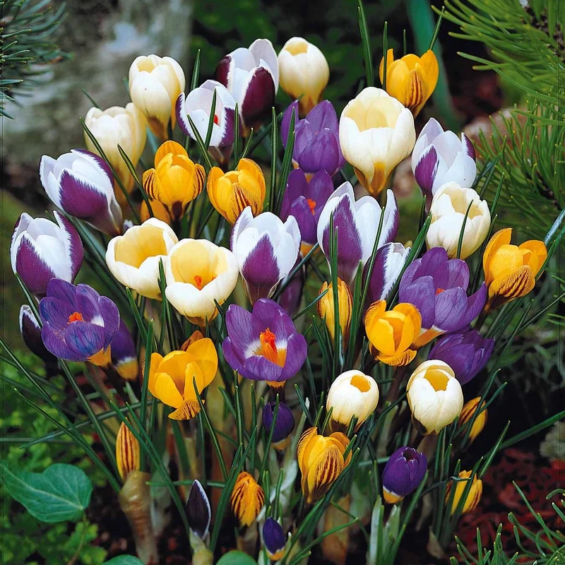 50 Crocus botaniques en mélange