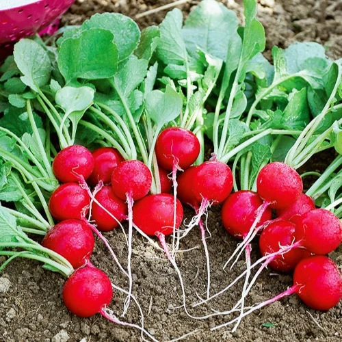 Radis Cerise