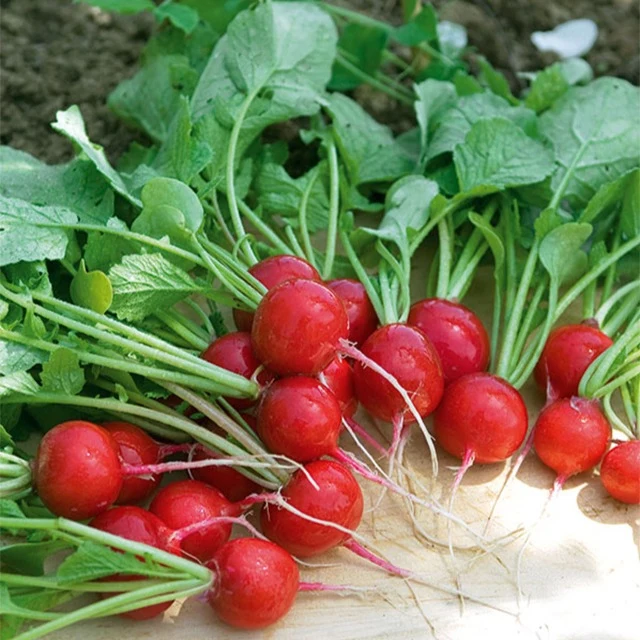 Radis Cerise
