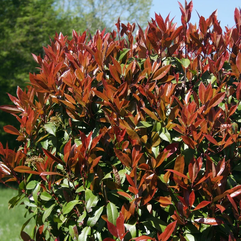 Photinia Red Robin