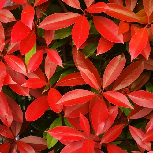 Photinia Red Robin