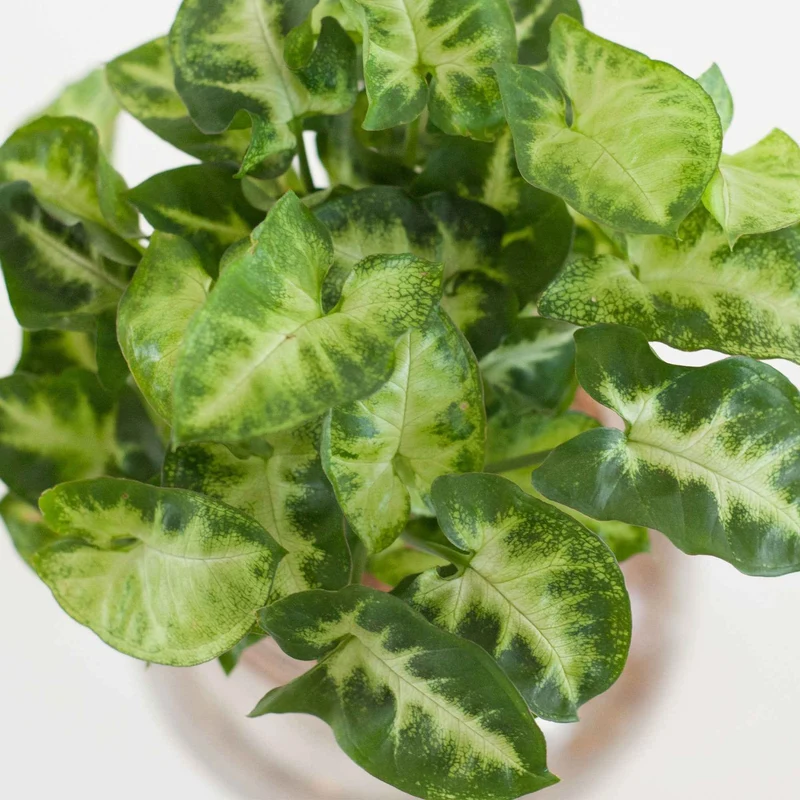 Syngonium et son ampoule vase avec LED
