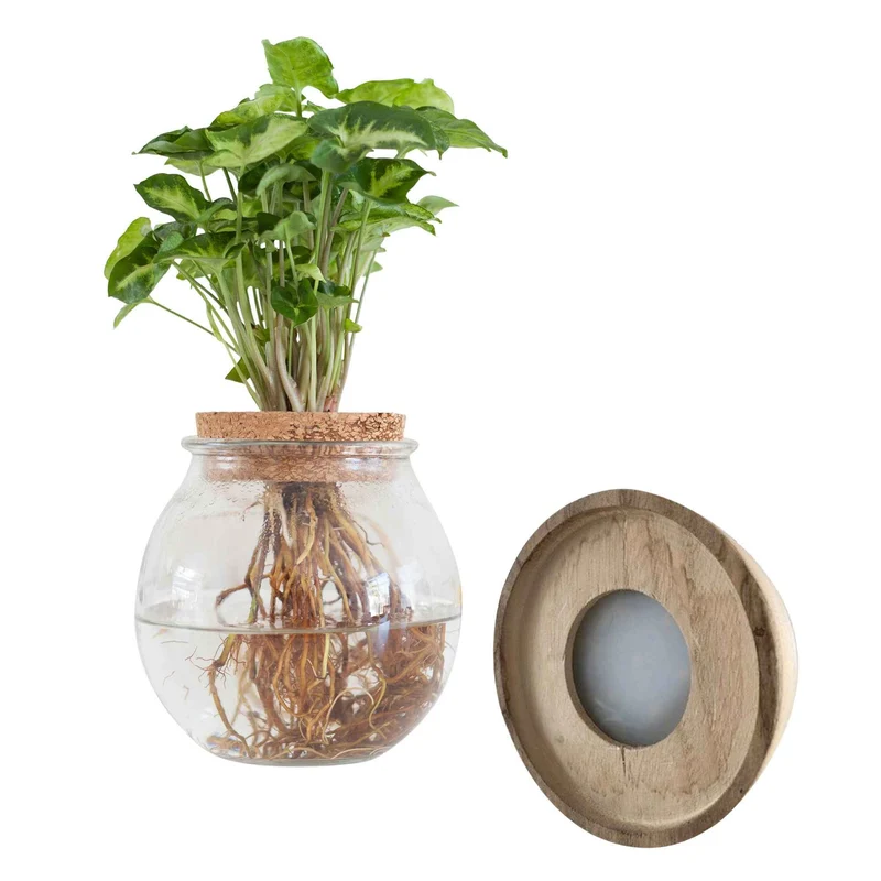 Syngonium et son ampoule vase avec LED