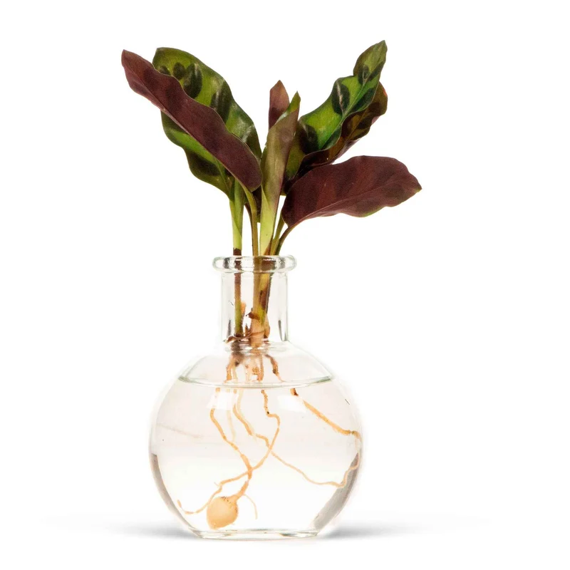 Calathea Insignis et son vase