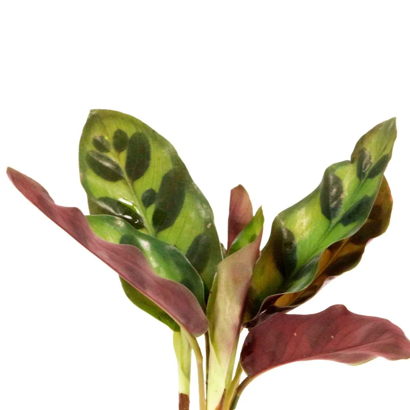 Calathea Insignis et son vase