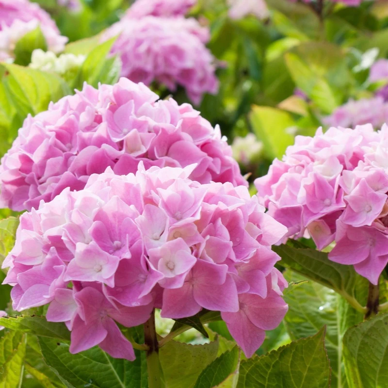 Hortensia rose